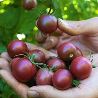 Tomato- Black Cherry