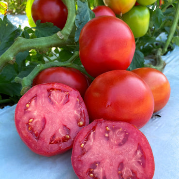 RuBee Dawn – Tomato Seed