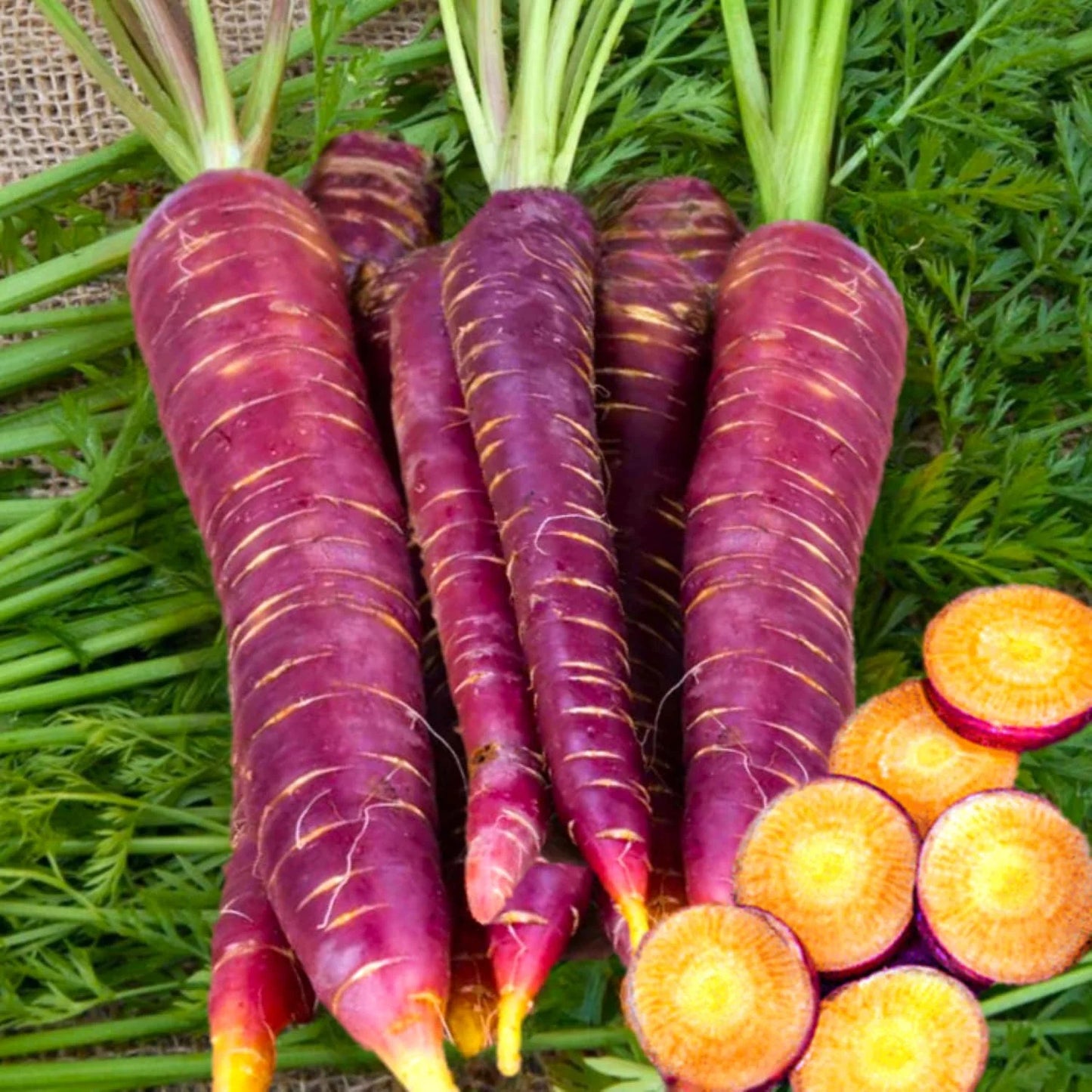 Purple Star – Purple Carrot Seeds