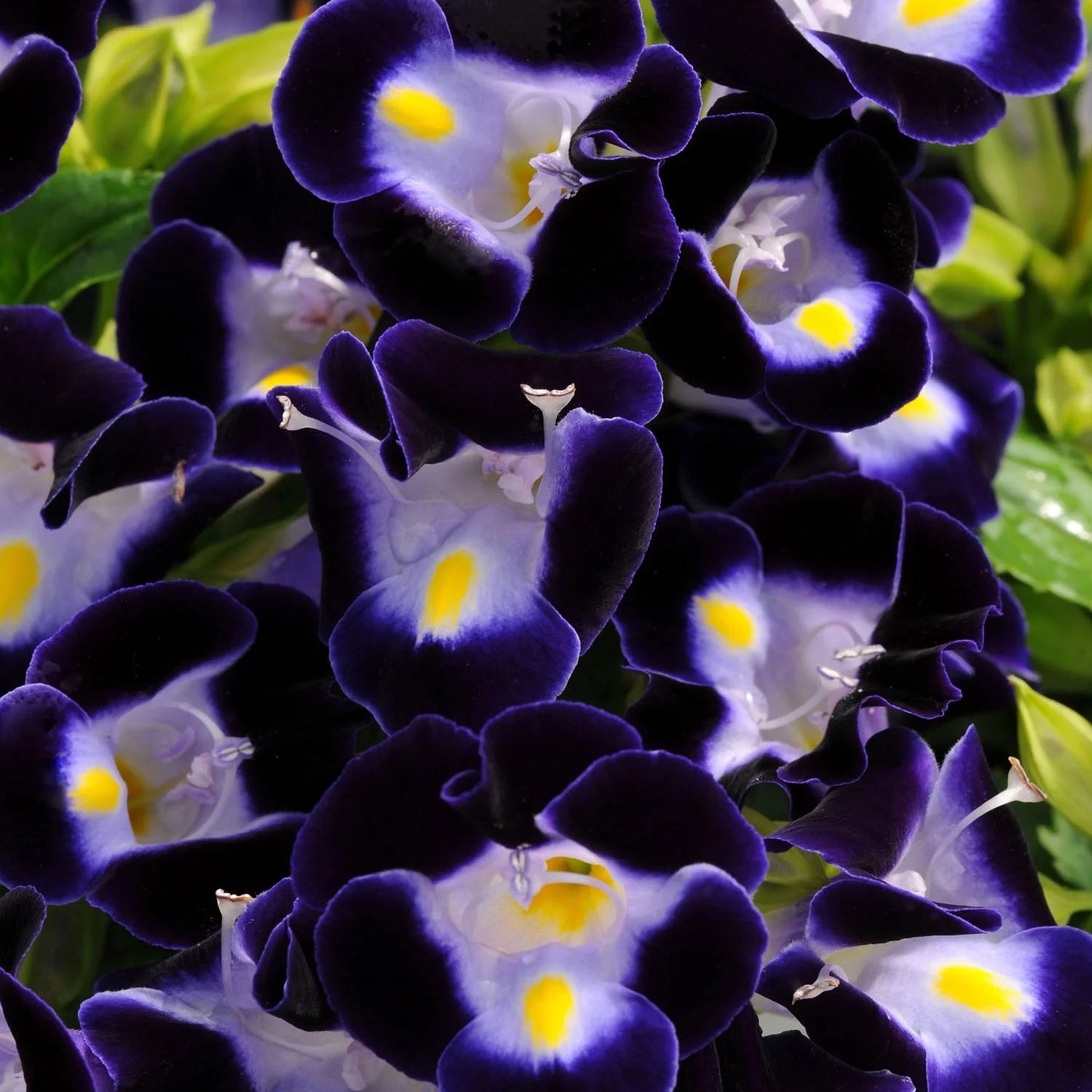 Torenia Kauai Flower Seeds for Planting 100 - Kauai for planting in home garden