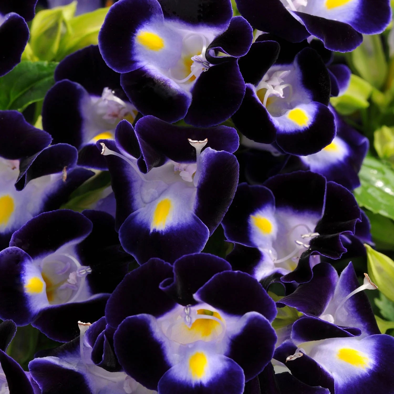 Torenia Kauai Flower Seeds for Planting 100 - Kauai for planting in home garden