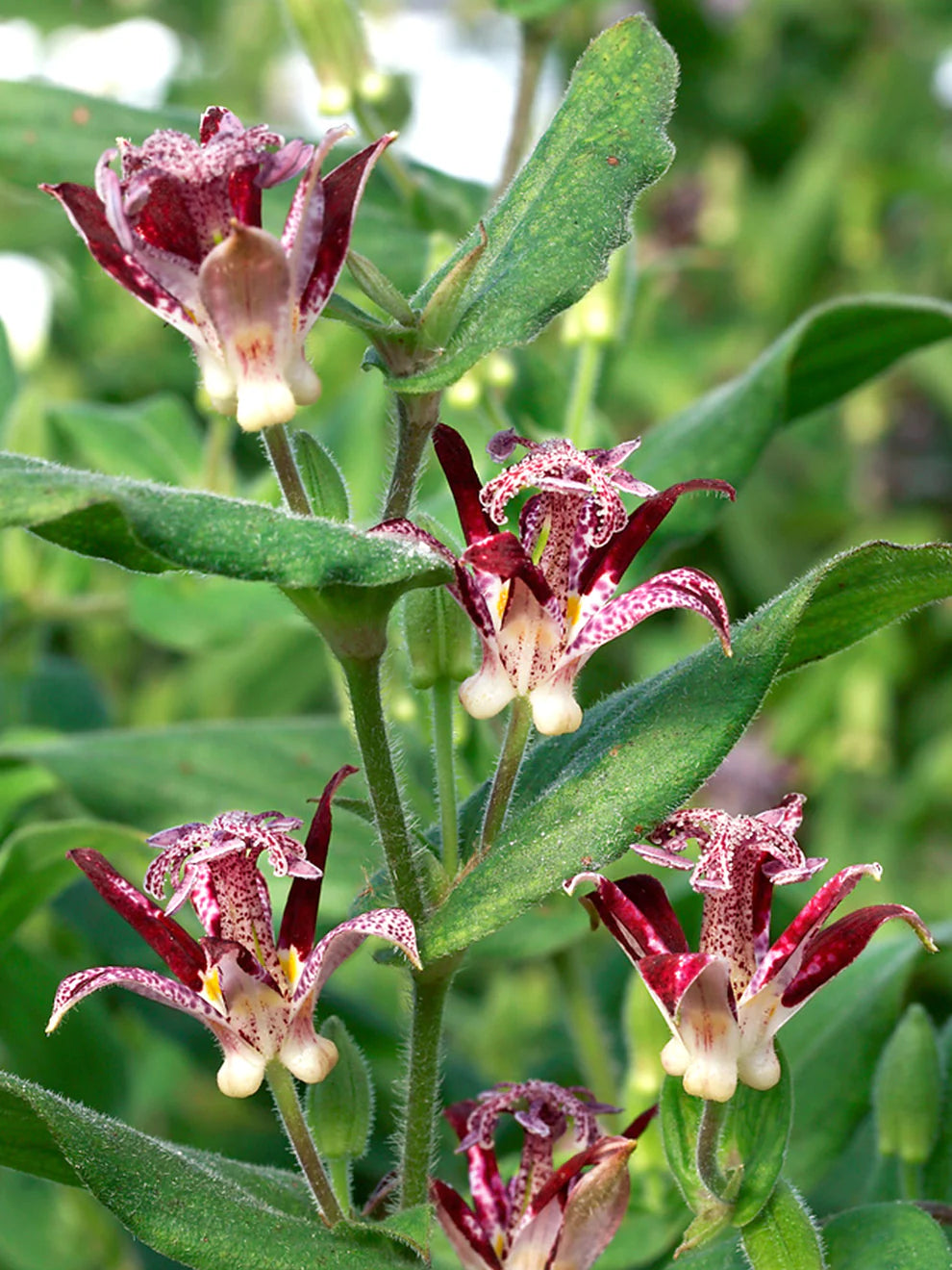 Raspberry Mousse Toad Lily