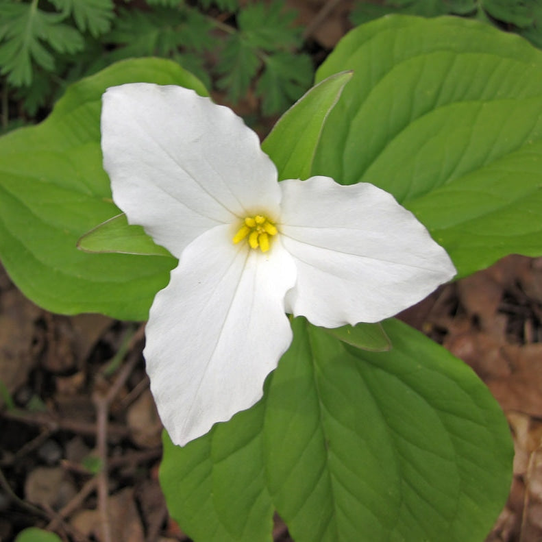Great White Trillium