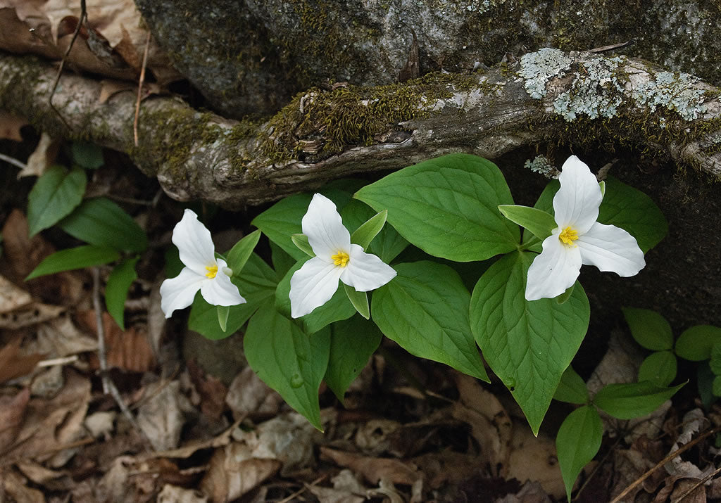 Great White Trillium