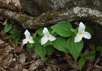 Great White Trillium