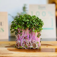 Radish, Triton – Organic Sprouting Seeds