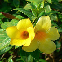 Heirloom Non-GMO Allamanda Flower Seeds for Tropical Garden Planting