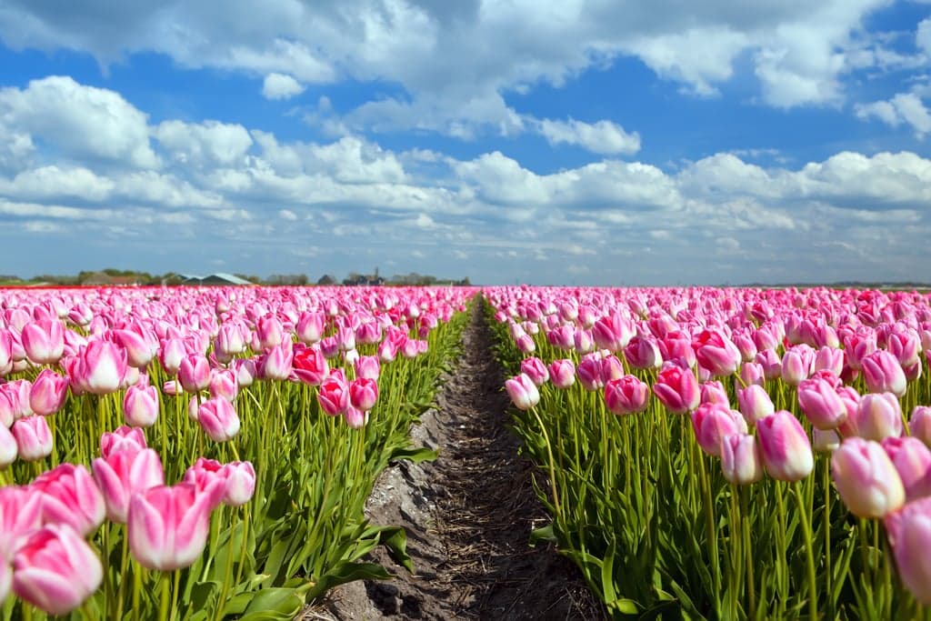 Pink Cloud Tulip Seeds