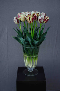 Grand Perfection Tulip Seeds