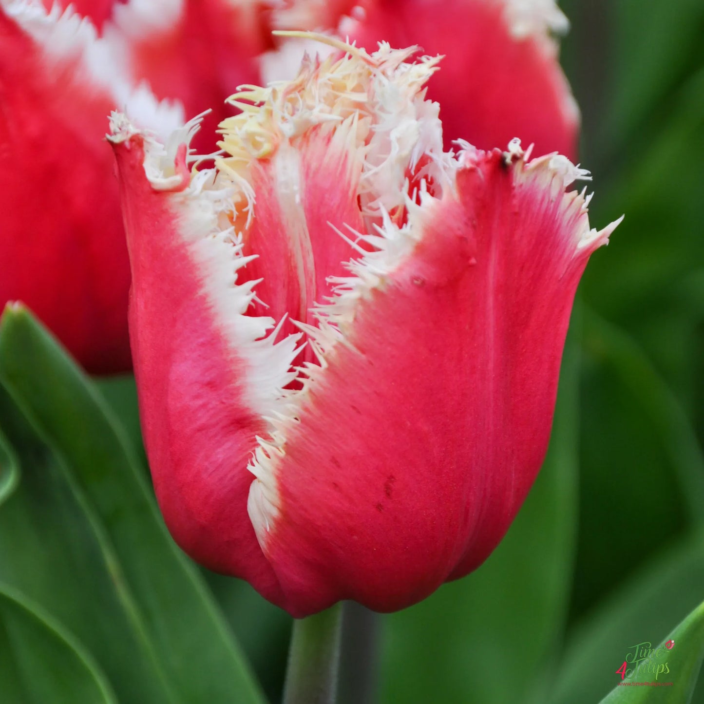 San Pablo Tulip Seeds