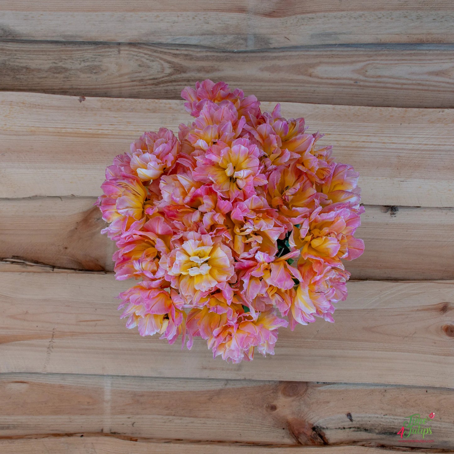 Password Tulip Seeds