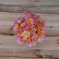 Password Tulip Seeds