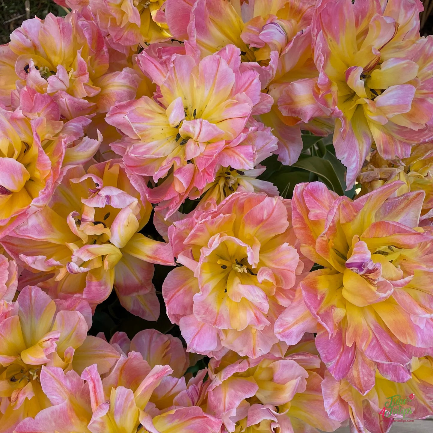 Password Tulip Seeds