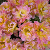 Password Tulip Seeds