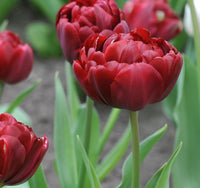 Ruby Velvet Tulip Seeds