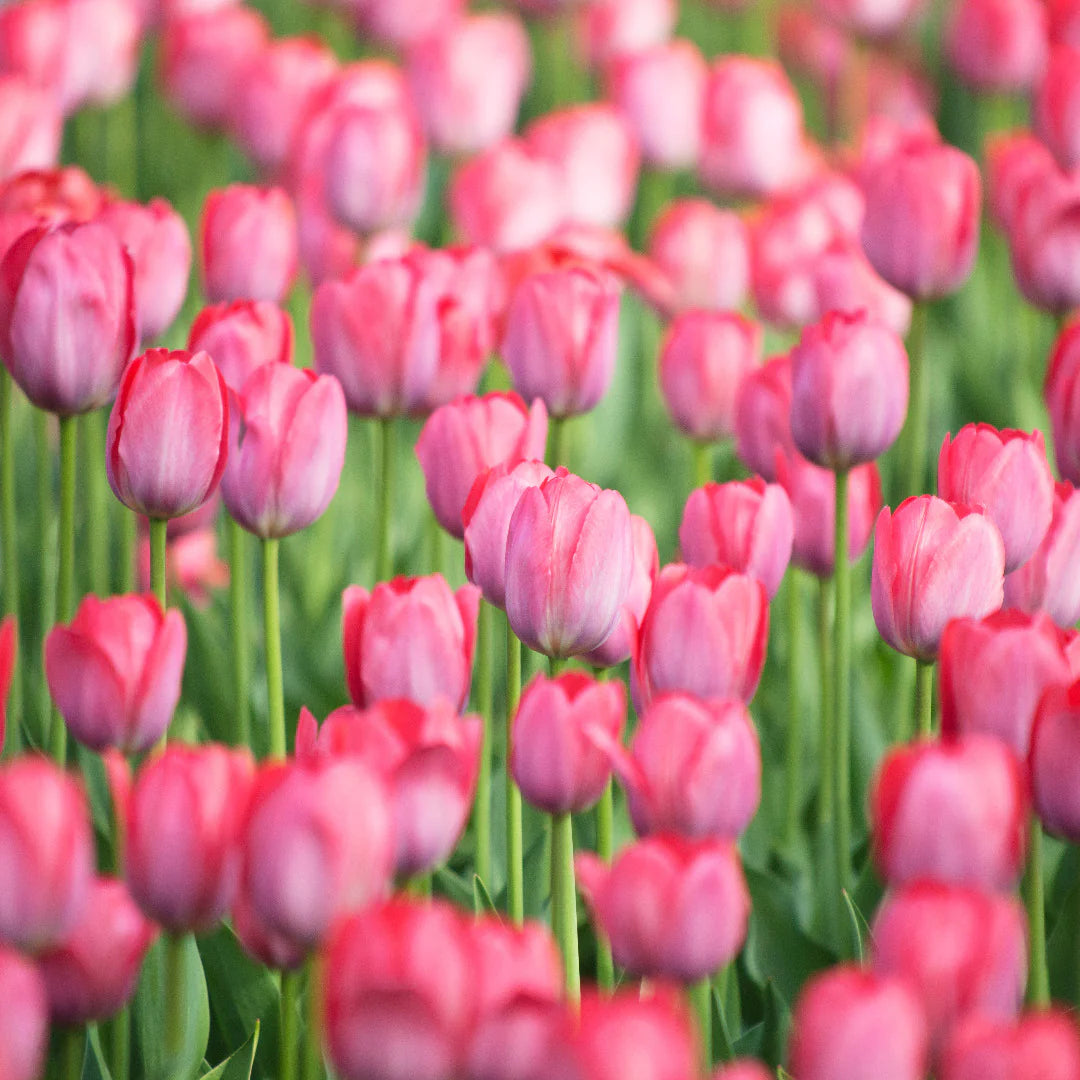 Pink Cloud Tulip Seeds