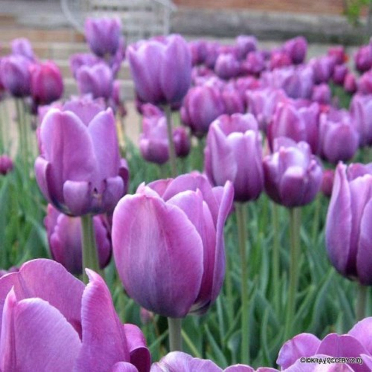 Bleu Aimable Tulip Seeds