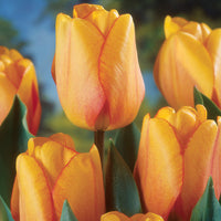 Tulip Blushing Apeldoorn Yellow Bulbs