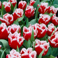 San Pablo Tulip Seeds