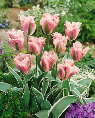 China Town Tulip Seeds