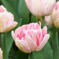 Pink Double Tulip Flower Seeds for Planting – Heirloom, Non-GMO, Beautiful Blooms
