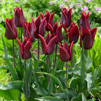 Hot Chocolate Tulip Seeds