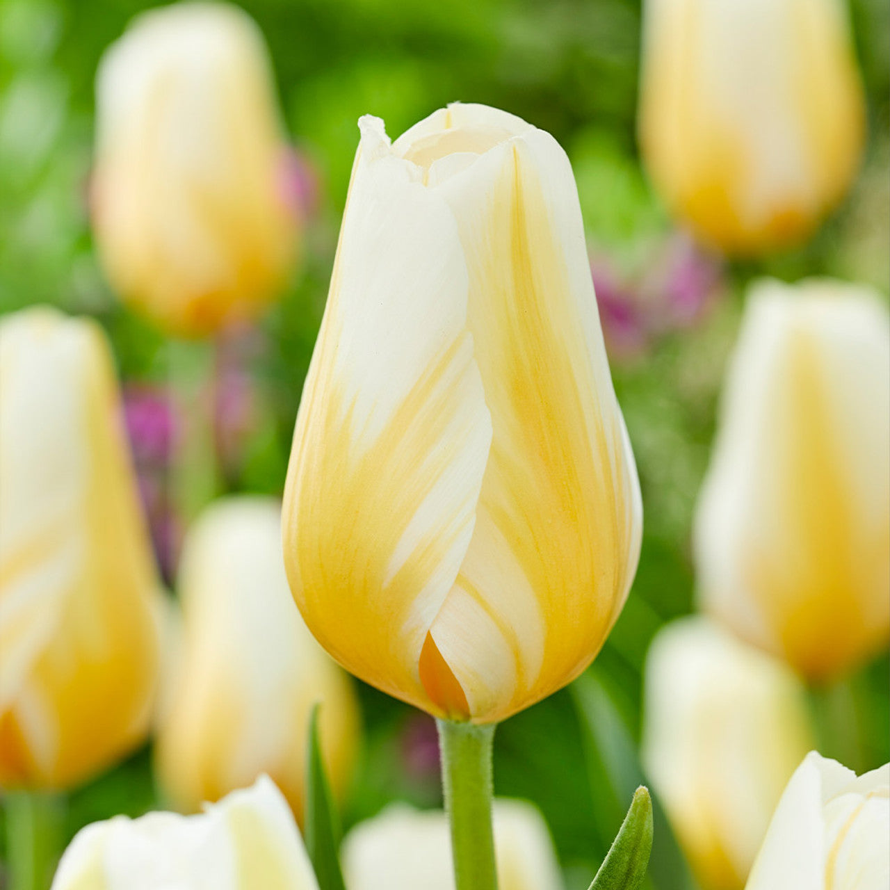 Lemon Meringue Tulip Seeds