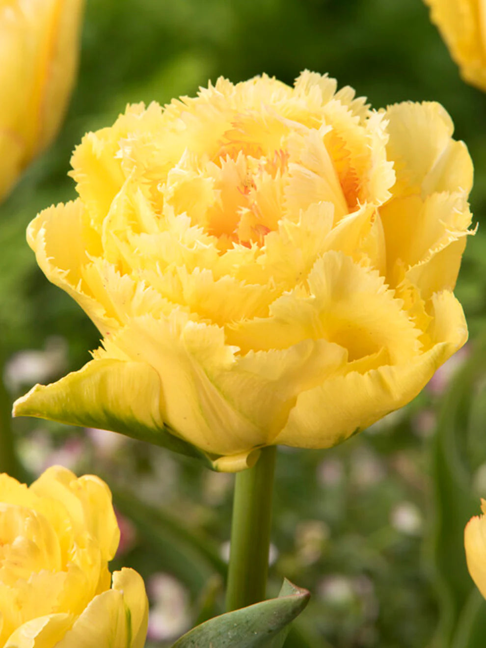 Lemon Shoot Tulip Seeds