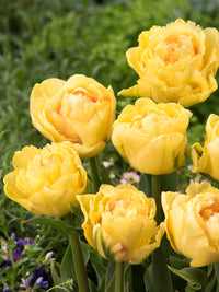 Lemon Shoot Tulip Seeds