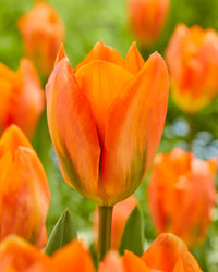 Orange Emperor Tulip Seeds