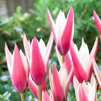 Peppermint Stick Tulip Seeds