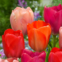 Tulip Salmon Van Eijk Pink Bulbs