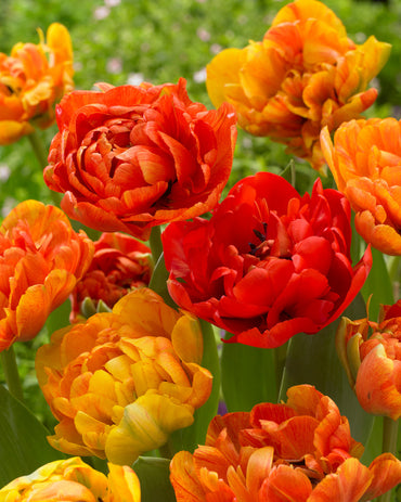 Here Comes The Sun Tulip Seeds