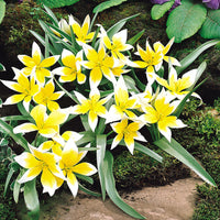 Golden Charm Tulip Seeds