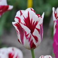 Grand Perfection Tulip Seeds
