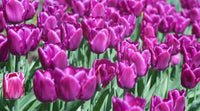 Pittsburg Tulip Seeds