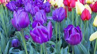 Pittsburg Tulip Seeds