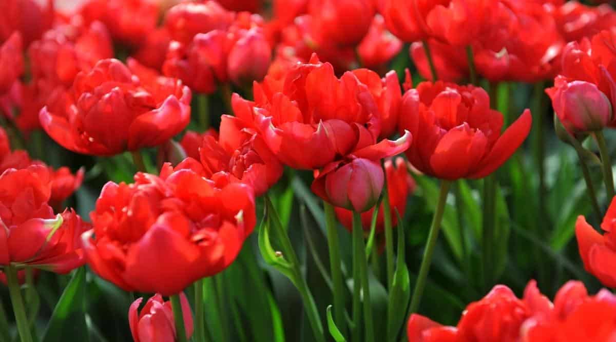 Scarlet Majesty Tulip Seeds