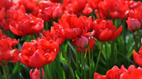 Scarlet Majesty Tulip Seeds