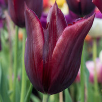 Hot Chocolate Tulip Seeds
