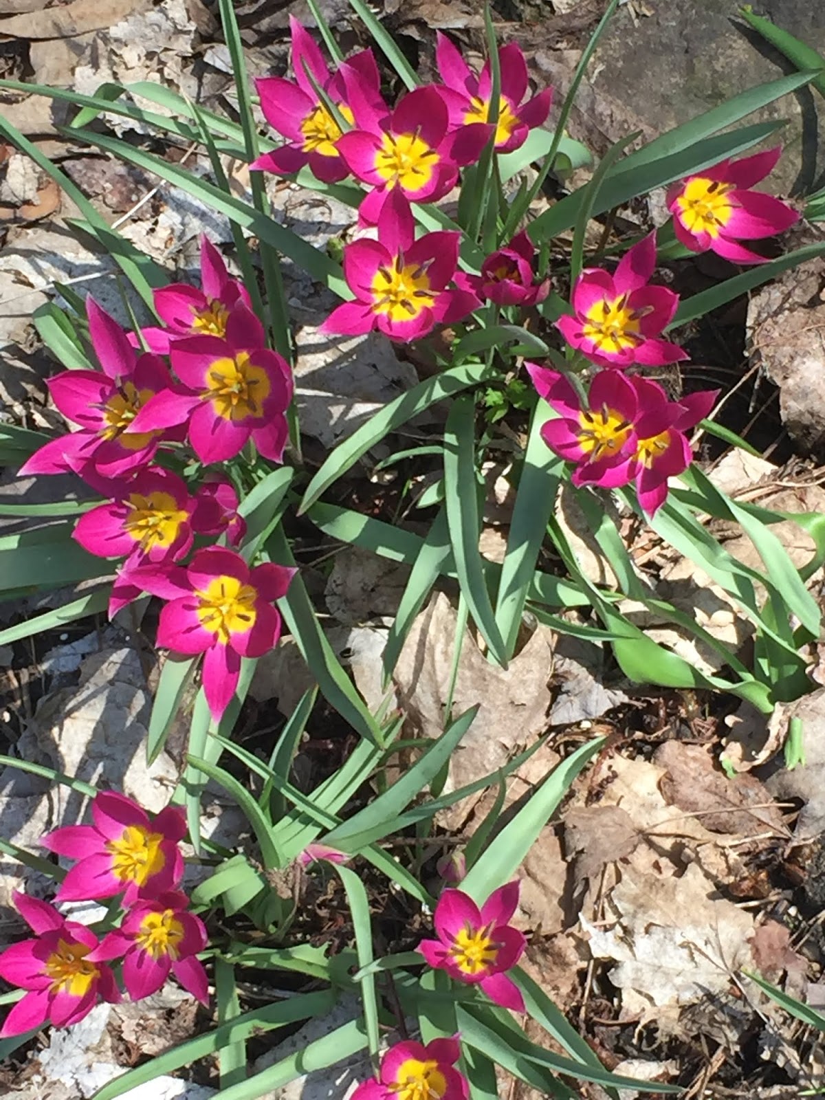 Odalisque Tulip Seeds