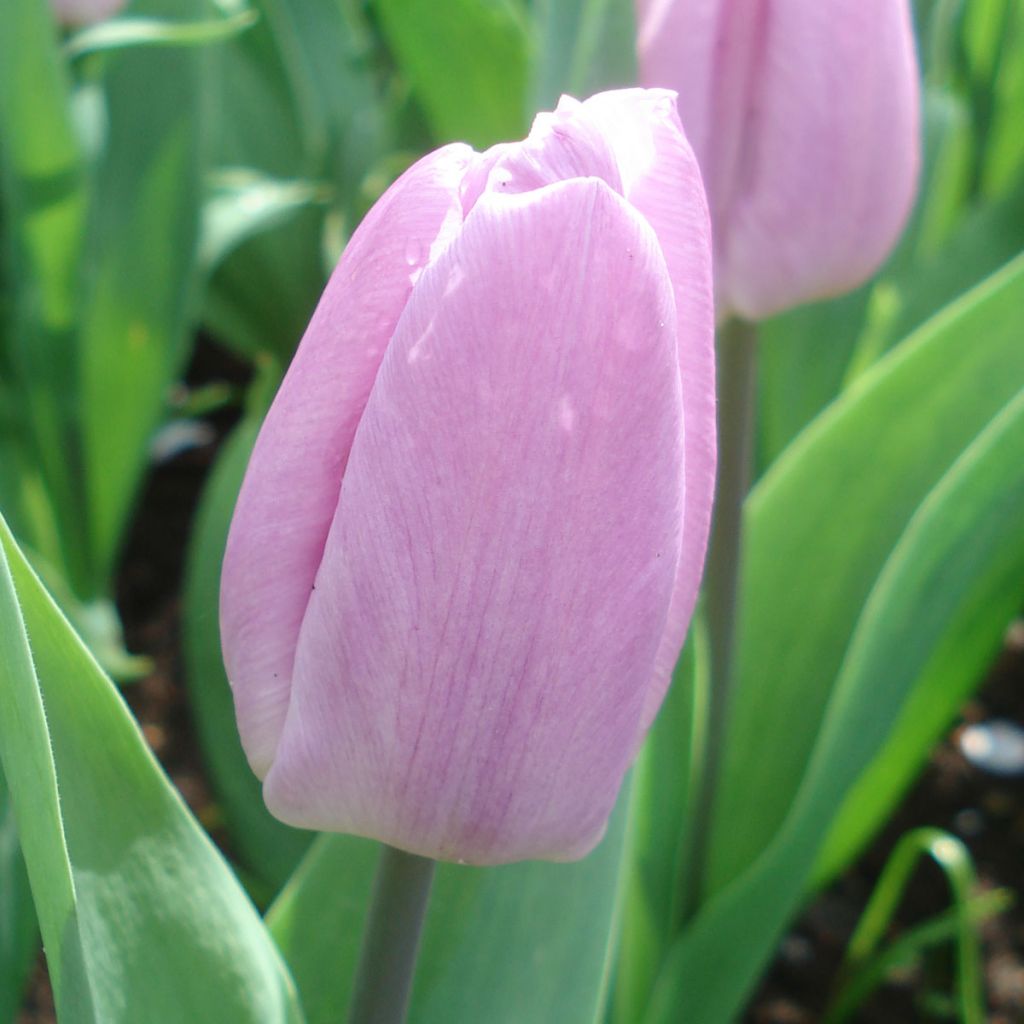 Candy Prince Tulip Seeds