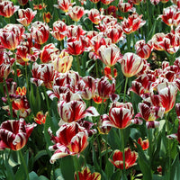 Grand Perfection Tulip Seeds