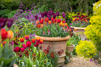 Garden Pillar Tulip Collection Seeds