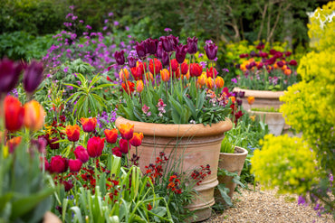 Garden Pillar Tulip Collection Seeds