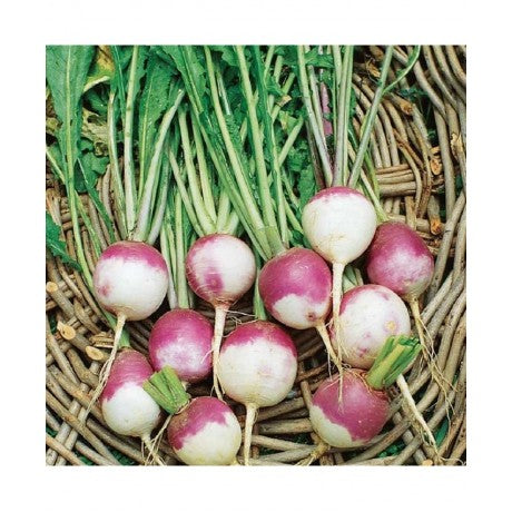 Turnip Purple Top Vegetable Seeds