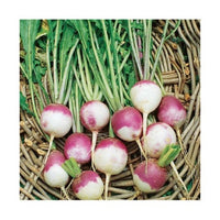 Turnip Purple Top Vegetable Seeds