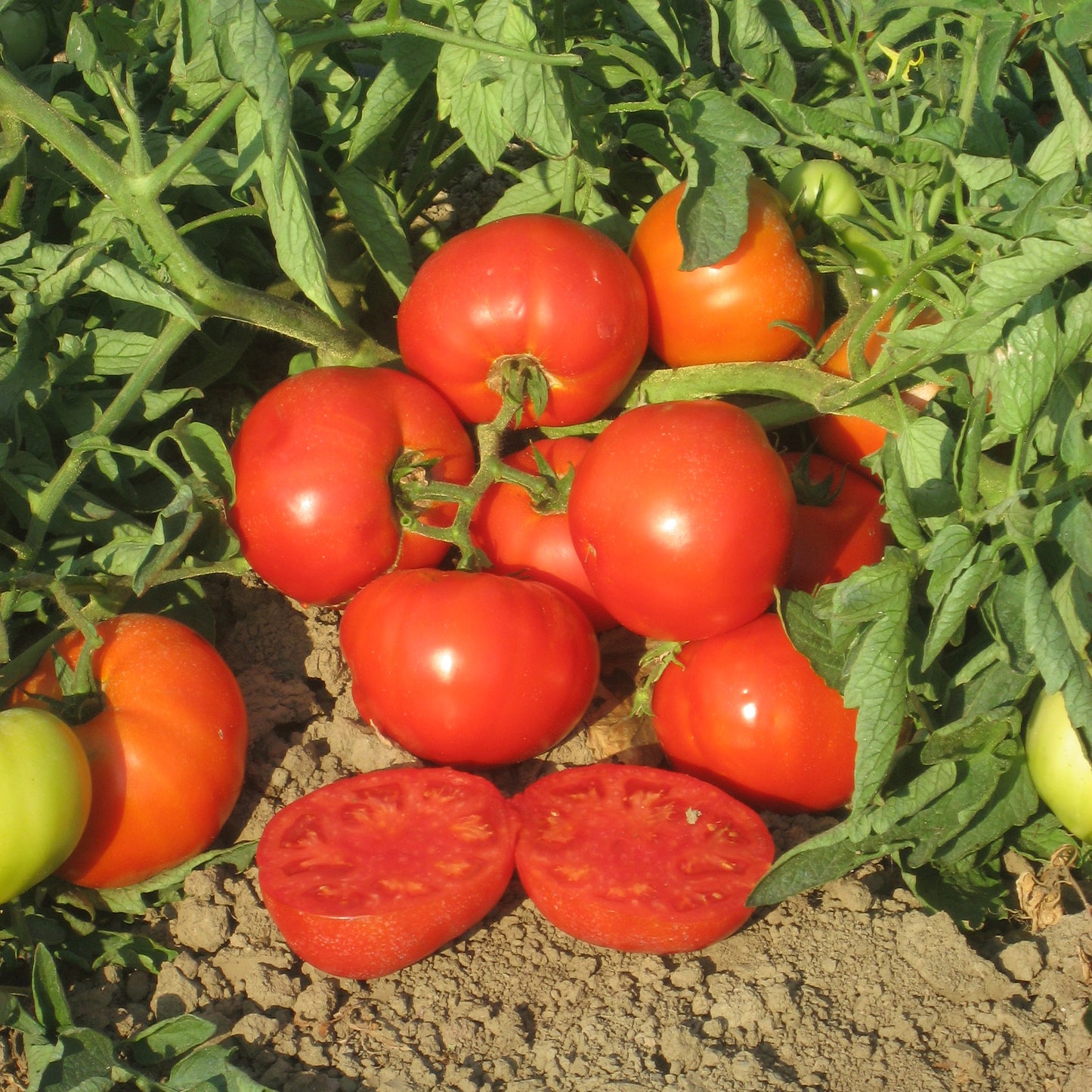 Mountain Merit – Tomato Seed