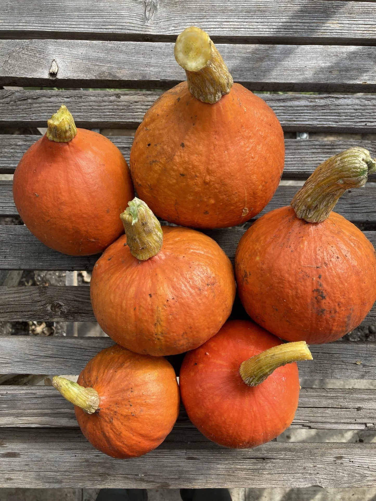 Red Kuri – Organic Hubbard Squash Seed