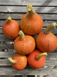 Red Kuri – Organic Hubbard Squash Seed